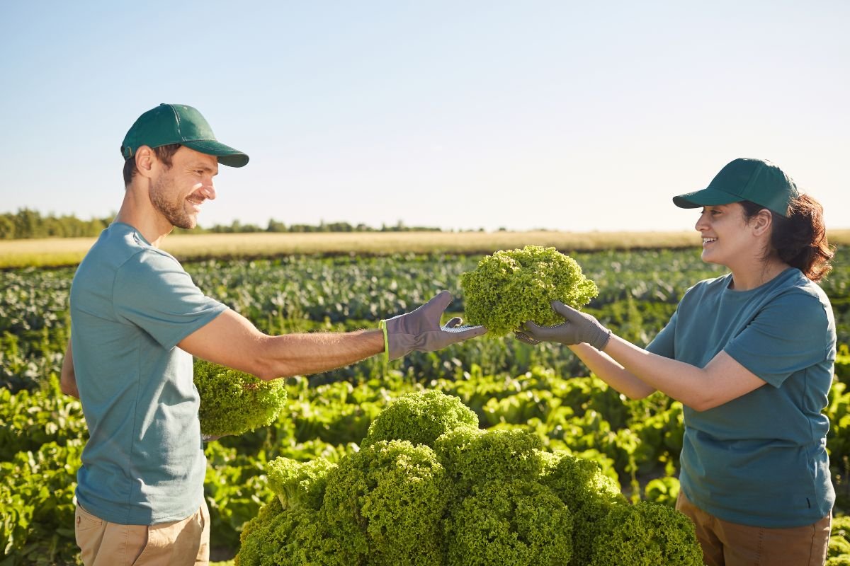 Raccolta stagionale frutta e verdura a Verona: QND Multiservizi al tuo fianco
QND Multiservizi supporta le aziende agricole di Verona e del Veneto con un servizio efficiente e puntuale di raccolta stagionale di frutta e verdura. La nostra forza risiede nell’organizzazione attenta e nella qualità della manodopera, selezionata con criteri rigorosi per garantire affidabilità e rendimento nei campi.
Siamo in grado di intervenire in tutte le fasi della raccolta, dai primi raccolti estivi ai picchi autunnali, assicurando continuità, precisione e rispetto dei tempi agronomici. Operiamo con flessibilità e ci adattiamo rapidamente ai cambiamenti climatici e alle esigenze dell’azienda agricola.
Affidarsi a QND Multiservizi significa poter contare su un team competente, che lavora con cura per valorizzare ogni singolo prodotto raccolto.