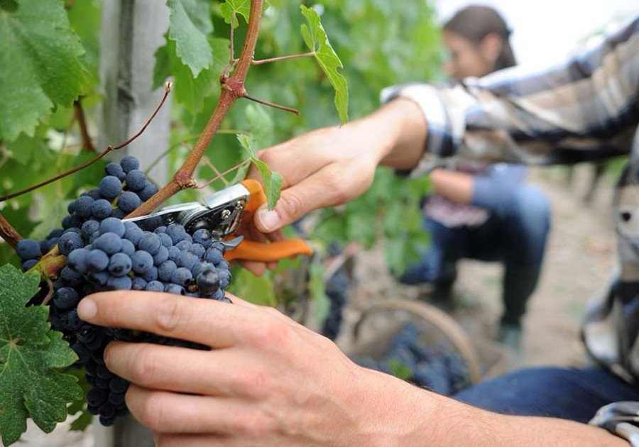 Servizio professionale di vendemmia in Veneto e Trentino-Alto Adige Offriamo un servizio specializzato di vendemmia in Veneto e Trentino-Alto Adige, pensato per supportare aziende agricole e viticoltori durante il periodo cruciale della raccolta. Il nostro team è composto da operatori esperti e affidabili, capaci di lavorare con precisione, rapidità e grande rispetto per la pianta e il frutto. Organizzazione e puntualità sono i nostri punti di forza: ci adattiamo facilmente alle esigenze della tua produzione, garantendo una vendemmia efficiente, attenta e rispettosa dei tempi agronomici. Utilizziamo metodi tradizionali, supportati da attrezzature moderne, per assicurare la migliore qualità possibile delle uve raccolte. Se cerchi un partner competente per affrontare al meglio la stagione della vendemmia, affidati alla nostra esperienza. Operiamo in tutto il Nord Italia e siamo pronti a metterci a disposizione per contribuire al successo della tua annata.