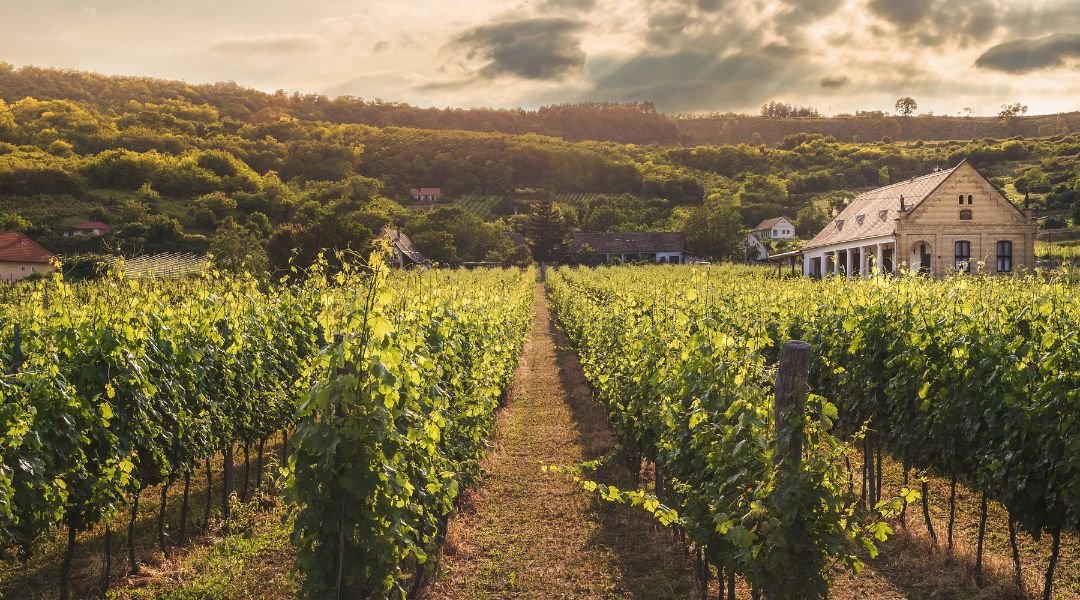 Raccolta stagionale frutta e verdura a Verona: QND Multiservizi al tuo fianco
QND Multiservizi supporta le aziende agricole di Verona e del Veneto con un servizio efficiente e puntuale di raccolta stagionale di frutta e verdura. La nostra forza risiede nell’organizzazione attenta e nella qualità della manodopera, selezionata con criteri rigorosi per garantire affidabilità e rendimento nei campi.
Siamo in grado di intervenire in tutte le fasi della raccolta, dai primi raccolti estivi ai picchi autunnali, assicurando continuità, precisione e rispetto dei tempi agronomici. Operiamo con flessibilità e ci adattiamo rapidamente ai cambiamenti climatici e alle esigenze dell’azienda agricola.
Affidarsi a QND Multiservizi significa poter contare su un team competente, che lavora con cura per valorizzare ogni singolo prodotto raccolto.