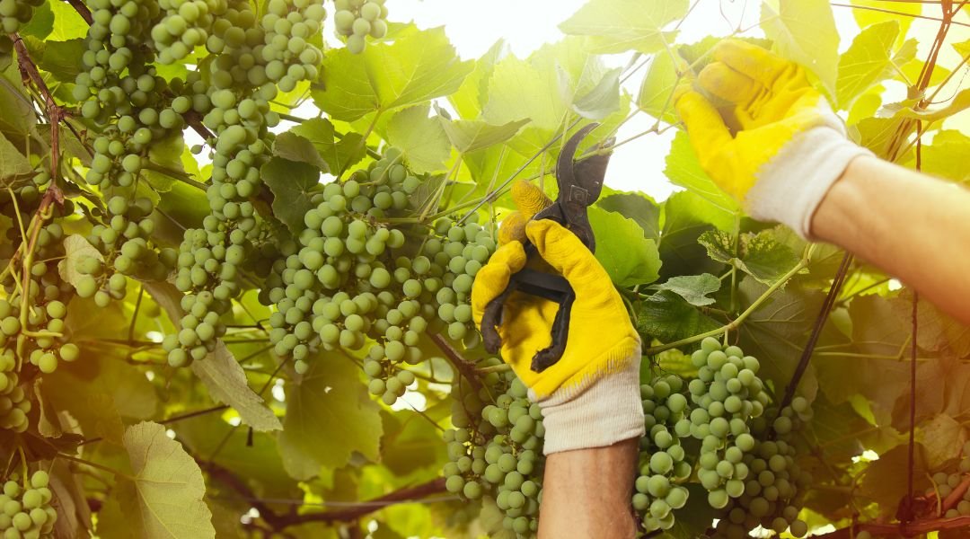 Manodopera agricola stagionale per vigneti veneti Durante la stagione vitivinicola, le aziende agricole affrontano picchi di lavoro intensi che richiedono supporto tempestivo e competente. Per questo offriamo manodopera agricola stagionale per vigneti in Veneto, garantendo efficienza, affidabilità e qualità del servizio. Il nostro team è composto da operatori con esperienza in tutte le fasi della gestione della vigna: potatura, legatura, scacchiatura, sfalcio, vendemmia e altre attività stagionali. Ogni lavoratore viene formato per operare nel rispetto delle tecniche agronomiche più aggiornate, offrendo un supporto concreto nei momenti più critici dell’anno. Siamo attivi in tutte le province venete e possiamo intervenire anche con poco preavviso, grazie a una struttura organizzata e flessibile. Gestiamo direttamente gli aspetti burocratici e contrattuali, liberando l’azienda agricola da ogni onere amministrativo. Il nostro servizio di manodopera stagionale per vigneti è ideale per chi cerca un partner affidabile e professionale, capace di adattarsi al calendario agricolo e alle esigenze produttive. Contattaci per conoscere le nostre disponibilità e richiedere un preventivo personalizzato.