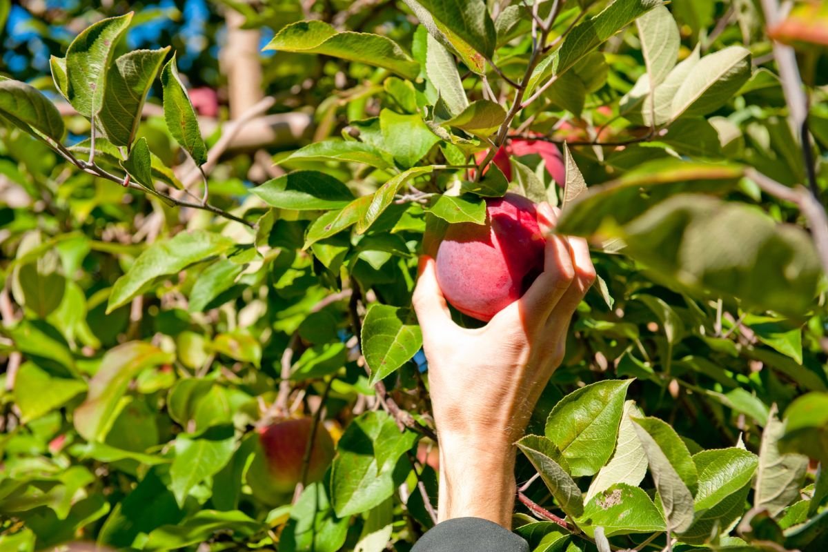 raccolta mele veneto trentino cooperativa di servizi qnd