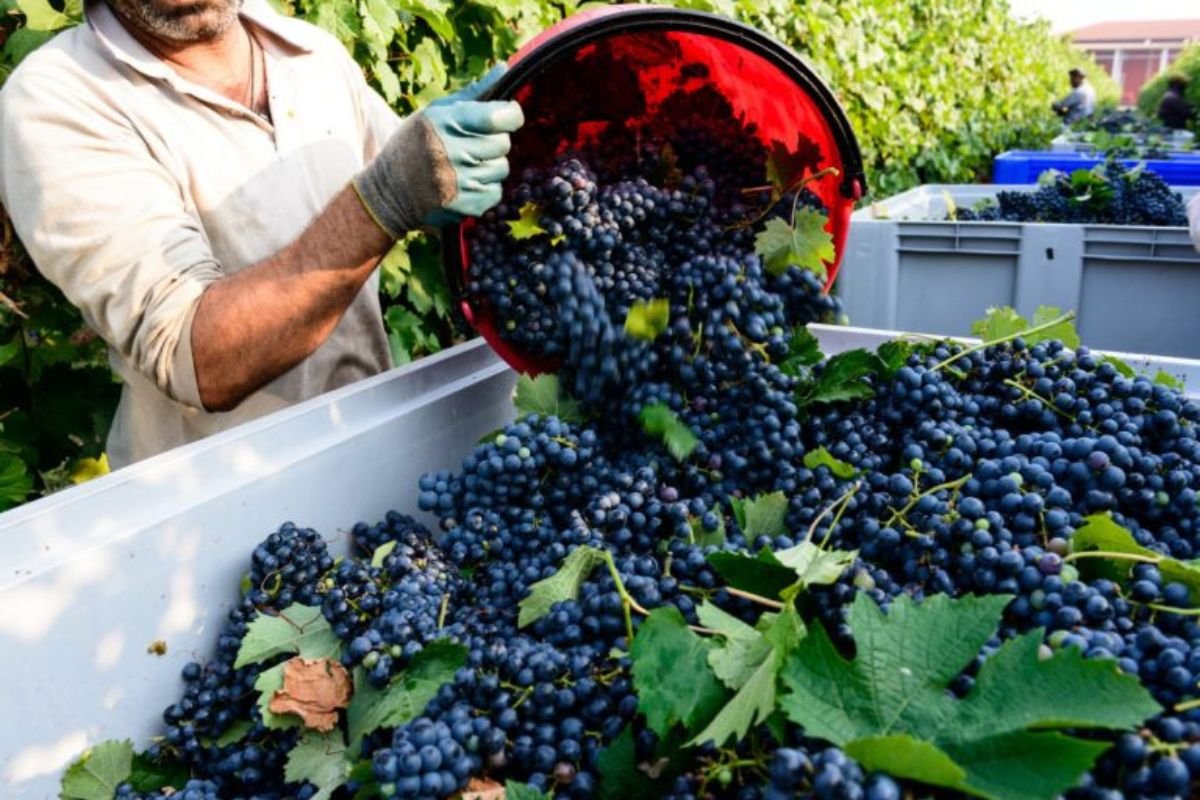 raccolta uva vendemia in veneto