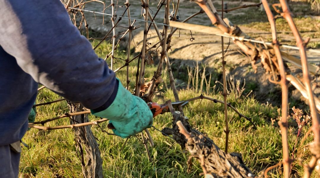 potatura-vigneti-veneto-personale-qualificato-qnd-servizi potatura vigneti veneto personale qualificato qnd servizi