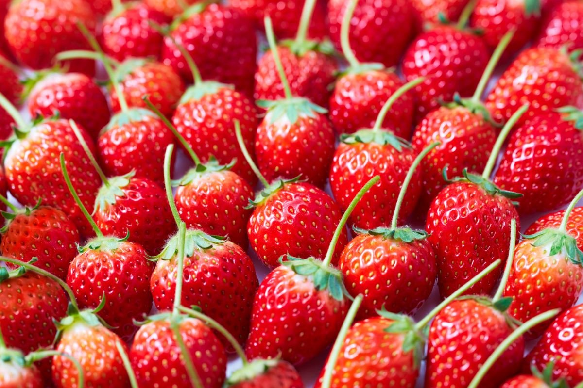 raccolta-fragole-a-verona-in-veneto-qnd-servizi raccolta fragole a verona in veneto qnd servizi