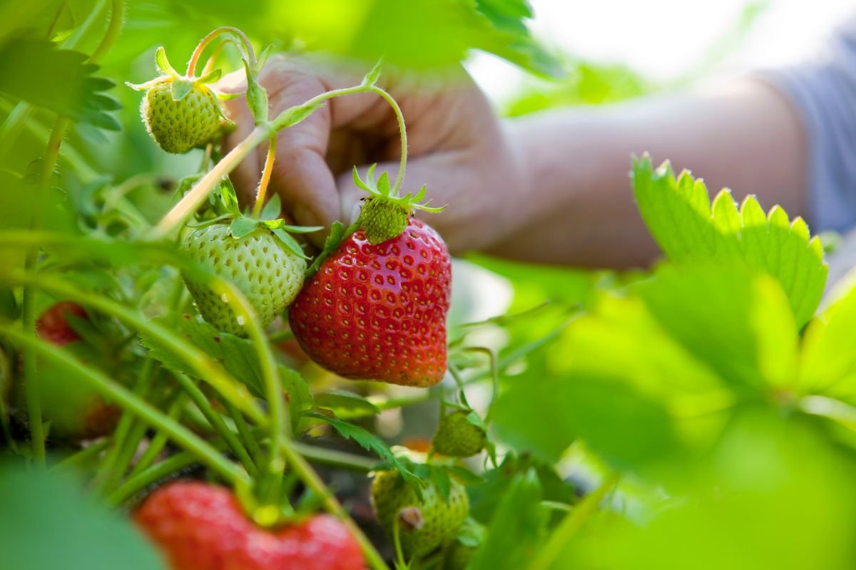 Lavori agricoli stagionali a Verona: QND Multiservizi è la risposta

Durante i mesi di raccolta, molte aziende agricole affrontano la sfida di reperire manodopera adeguata. QND Multiservizi risponde con personale formato, disponibile e operativo a Verona e nel Veneto.
Siamo specializzati in raccolta di frutta e verdura, offrendo soluzioni flessibili e calibrate sulle reali necessità del cliente.
La nostra squadra agisce con prontezza e cura, contribuendo a una raccolta ottimale che preserva la qualità del prodotto e semplifica le fasi successive della lavorazione.