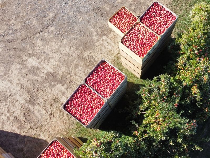 raccolta-frutta-in-veneto-qnd-servizi Lavori agricoli stagionali a Verona: QND Multiservizi è la risposta</p>
<p>Durante i mesi di raccolta, molte aziende agricole affrontano la sfida di reperire manodopera adeguata. QND Multiservizi risponde con personale formato, disponibile e operativo a Verona e nel Veneto.<br />
Siamo specializzati in raccolta di frutta e verdura, offrendo soluzioni flessibili e calibrate sulle reali necessità del cliente.<br />
La nostra squadra agisce con prontezza e cura, contribuendo a una raccolta ottimale che preserva la qualità del prodotto e semplifica le fasi successive della lavorazione.
