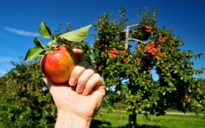 Personale per la Raccolta di Frutta e Verdura in Veneto