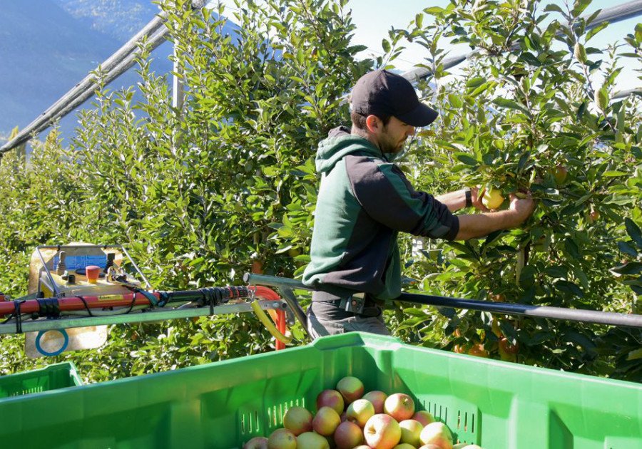 raccolta-mele-verona-veneto-trentino-qnd-servizi Lavori agricoli stagionali a Verona: QND Multiservizi è la risposta</p>
<p>Durante i mesi di raccolta, molte aziende agricole affrontano la sfida di reperire manodopera adeguata. QND Multiservizi risponde con personale formato, disponibile e operativo a Verona e nel Veneto.<br />
Siamo specializzati in raccolta di frutta e verdura, offrendo soluzioni flessibili e calibrate sulle reali necessità del cliente.<br />
La nostra squadra agisce con prontezza e cura, contribuendo a una raccolta ottimale che preserva la qualità del prodotto e semplifica le fasi successive della lavorazione.