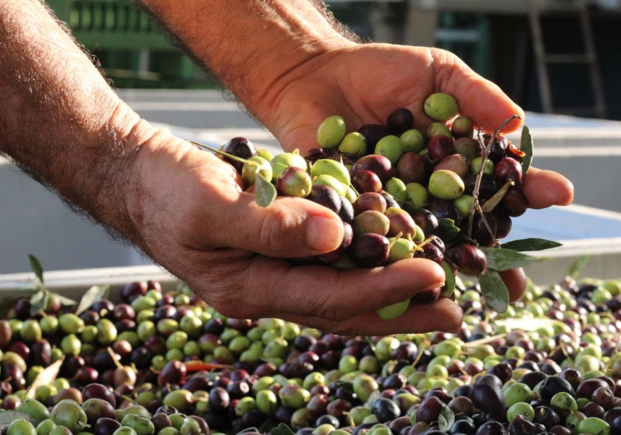 raccolta-olive-lago-di-garda-personale-qnd-servizi-verona Lavori agricoli stagionali a Verona: QND Multiservizi è la risposta</p>
<p>Durante i mesi di raccolta, molte aziende agricole affrontano la sfida di reperire manodopera adeguata. QND Multiservizi risponde con personale formato, disponibile e operativo a Verona e nel Veneto.<br />
Siamo specializzati in raccolta di frutta e verdura, offrendo soluzioni flessibili e calibrate sulle reali necessità del cliente.<br />
La nostra squadra agisce con prontezza e cura, contribuendo a una raccolta ottimale che preserva la qualità del prodotto e semplifica le fasi successive della lavorazione.