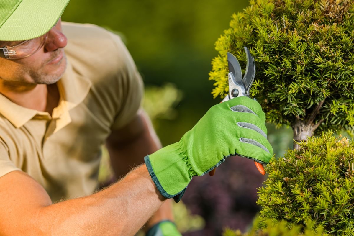 servizio-potatura-alberi-giardinagio-verona-veneto-qnd-servizi Servizio di potatura piante a Verona: efficienza e professionalità
QND Multiservizi, il partner per la cura del verde in tutto il Veneto
QND Multiservizi offre un servizio di potatura piante a Verona pensato per aziende agricole, vivai e privati che desiderano affidarsi a personale qualificato e affidabile. Il nostro team è formato per intervenire su alberi da frutto, piante ornamentali e siepi, operando in sicurezza e nel rispetto delle stagioni.
Grazie a mezzi propri e attrezzature adeguate, possiamo garantire interventi rapidi e precisi sia su piccoli appezzamenti che su grandi estensioni. Il nostro personale è automunito, disponibile e pronto a spostarsi in tutta la provincia di Verona e nel resto del Veneto.
Affidarsi a QND significa scegliere un servizio completo, sicuro e professionale, ideale per mantenere il verde in salute e ottimizzare le rese produttive.
