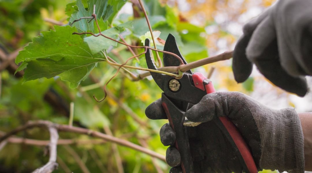 Blog 4 Manodopera Specializzata per la Gestione delle Vigne in Veneto