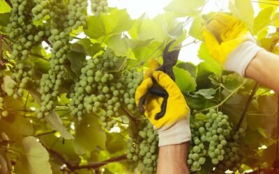 Personale Specializzato per la Gestione delle Vigne in Veneto