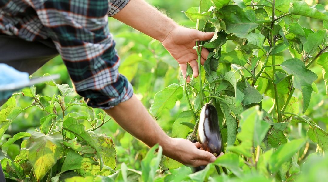 Raccolta stagionale frutta e verdura a Verona: QND Multiservizi al tuo fianco</p>
<p>QND Multiservizi supporta le aziende agricole di Verona e del Veneto con un servizio efficiente e puntuale di raccolta stagionale di frutta e verdura. La nostra forza risiede nell’organizzazione attenta e nella qualità della manodopera, selezionata con criteri rigorosi per garantire affidabilità e rendimento nei campi.</p>
<p>Siamo in grado di intervenire in tutte le fasi della raccolta, dai primi raccolti estivi ai picchi autunnali, assicurando continuità, precisione e rispetto dei tempi agronomici. Operiamo con flessibilità e ci adattiamo rapidamente ai cambiamenti climatici e alle esigenze dell’azienda agricola.<br />
Affidarsi a QND Multiservizi significa poter contare su un team competente, che lavora con cura per valorizzare ogni singolo prodotto raccolto.