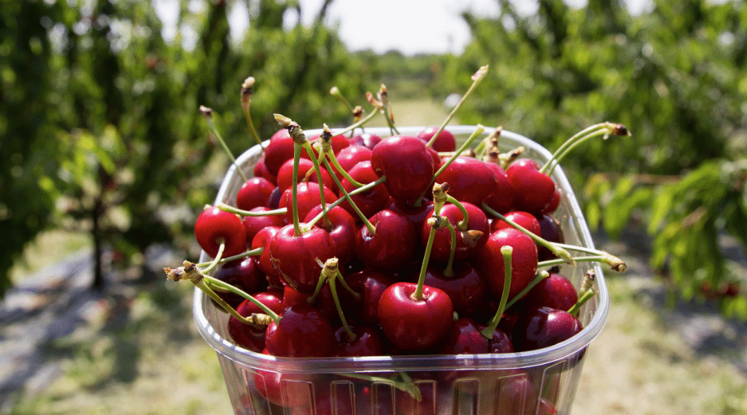 Servizio di raccolta mirtilli e ciliegie per aziende agricole La raccolta di mirtilli e ciliegie è una fase cruciale per molte aziende agricole del Nord Italia. Si lavora in tempi ristretti e con grande intensità, motivo per cui è fondamentale contare su personale esperto e affidabile. La nostra cooperativa fornisce manodopera stagionale qualificata per sostenere ogni realtà agricola durante il periodo della raccolta. Offriamo un servizio completo: selezione dei lavoratori, formazione pratica, gestione dei contratti e supporto operativo in loco. I nostri collaboratori sono già abituati al lavoro nei campi e garantiscono produttività ed efficienza fin dal primo giorno. Affidarsi a una struttura organizzata come la nostra permette di risparmiare tempo, evitare imprevisti e concentrarsi sulla produzione. Operiamo in tutto il Nord Italia, intervenendo anche in situazioni urgenti. Se stai pianificando la stagione 2025, contattaci subito per non restare senza personale nei momenti chiave. La raccolta non si improvvisa: organizziamola insieme, al meglio.