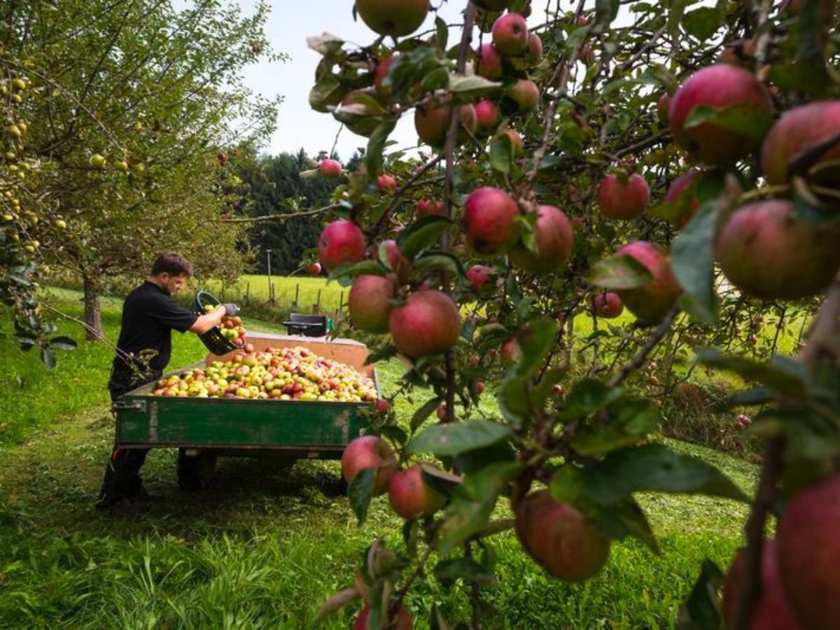 Operai–raccolta frutta–imballaggio–magazzino–soluzioni rapide e professionali