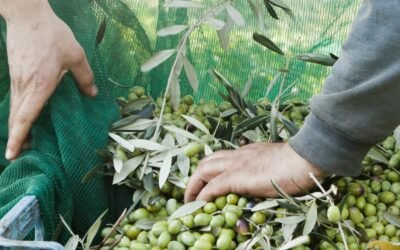Cooperativa Raccolta Olive: Personale Selezionato per Aziende Agricole
